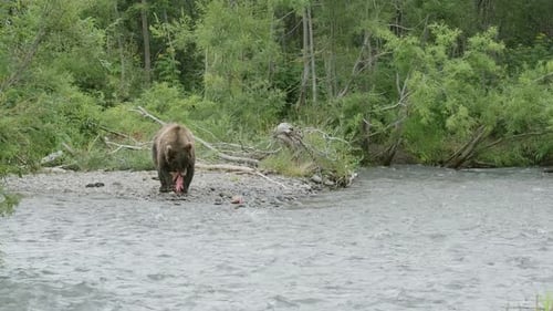 Brown Bear Eating Salmon by a Forest River