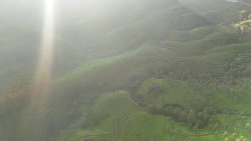 Rayons de soleil traversant les arbres, Munnar, brouillard matinal à l'aube, Munnar