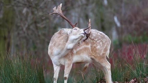 Whitetail Deer Standing in Natural Green Habitat