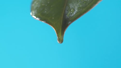 Drops of water drip from the green leave down on the blue background. Slow motion