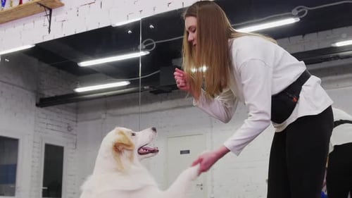 Woman Trains Large White Dog Indoors