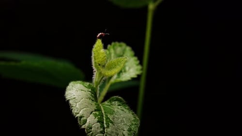 Tiny orange bug tightly holding on to leaf as wind shakes plant