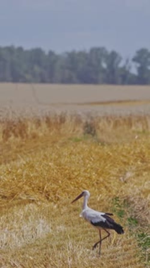 White and black stork in the yellow field. Bird is walking on the golden field