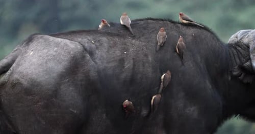 Buffalo du Cap avec des pics à bec jaune perchés dans le parc national Kruger, Afrique du Sud. Suivi S
