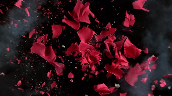 Exploding Red Rose on Black Background in Slow Motion, Industrial Stock ...