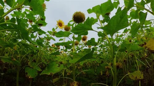 Sunflower Field in Bloom on Summer Day