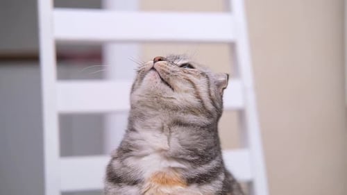 O gato cinza listrado Scottish Fold está brincando em casa caçando uma corda nas mãos do dono