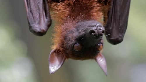 malaysischer fliegender Fuchs hängt am Baum