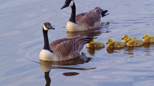 These Canada goslings walk and swim for the first time in stunning slow-mo.
