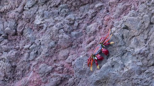 Caranguejo vibrante com garras pretas e brancas estendidas em uma costa rochosa