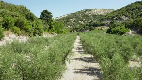 Rows of olive trees on an olive plantation. An olive grove in the mountains.