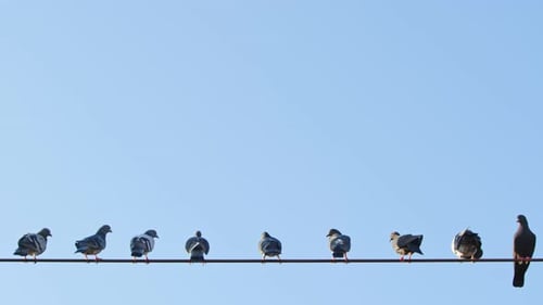 Palomas en el poste y el cable eléctrico 3