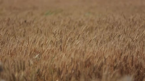 Wheat Field Flying over Aerial