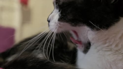 De cerca, el lindo gato blanco y negro yace en una cama y bosteza