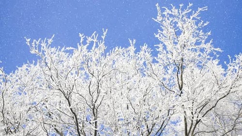 Beautiful winter white trees and blue sky with falling snow.