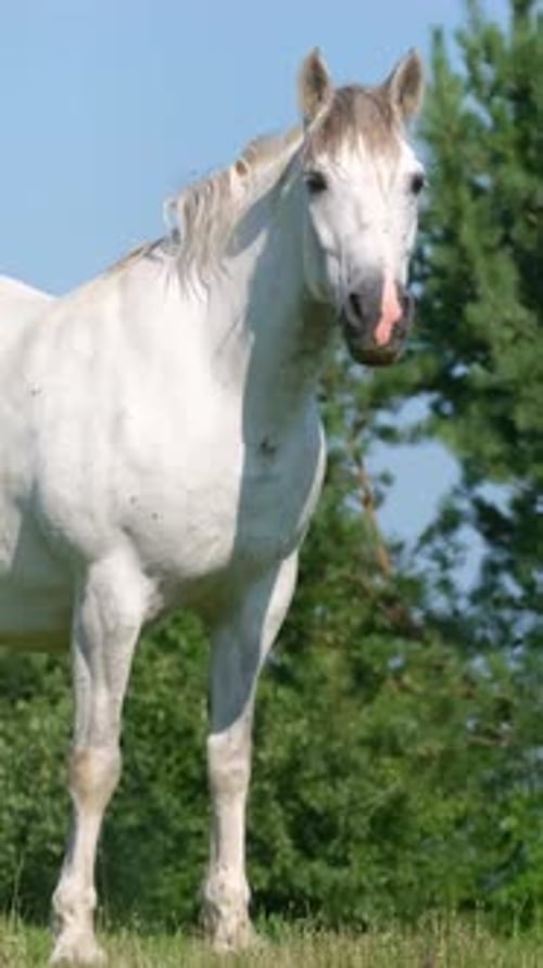 White Mare steht an einem sonnigen Sommertag auf einer grünen Wiese vor einem Hintergrund von Pinien