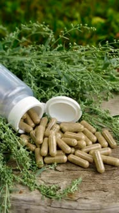 Foco seletivo de tintura e suplementos de artemísia
