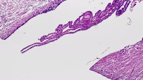 Motor Cortex Section of Human Being Magnified Under Microscope 200x on Bright Field