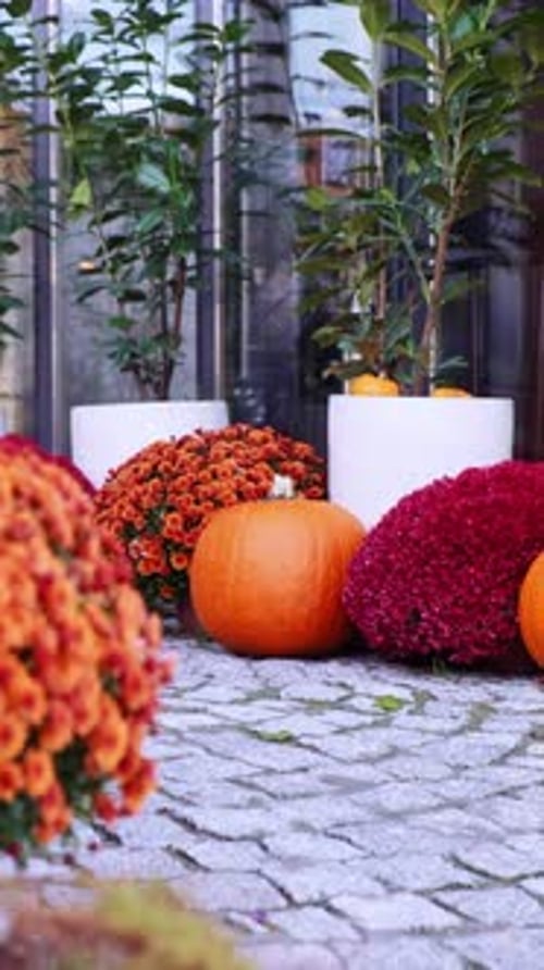 Pumpkins and Mums Arrangement for Fall Decor