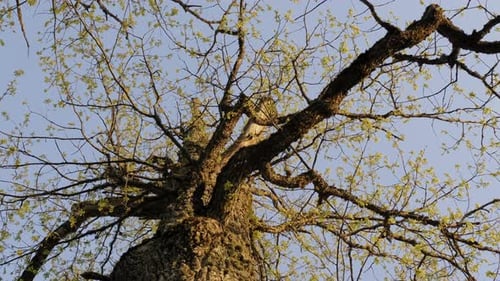 Large oak tree during spring with small leaves. Shot from below.