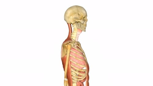 Anatomical Model of Human Skeleton Rotating on White