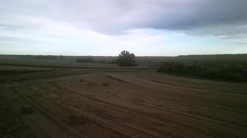 Yellow field with harvested wheat and hay bales. Aerial view of the field with square bales