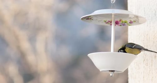 Little Bird Pick Up Seeds From Bird Feeder Made From Dishes and Fly Away