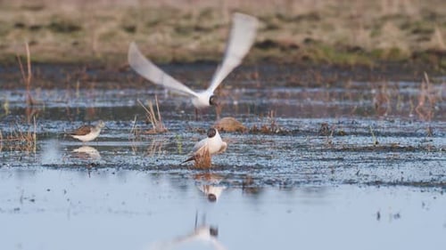 Black headed gull on spring flooded meadow wetlands feeding