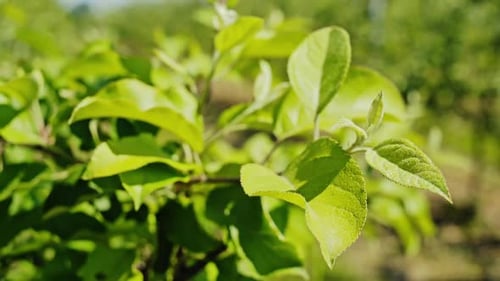 Closeup of Lush Green Foliage Trembling Close Up