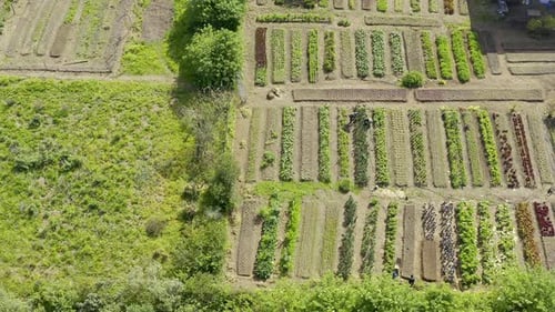 4k drone video footage of a lush and thriving farm