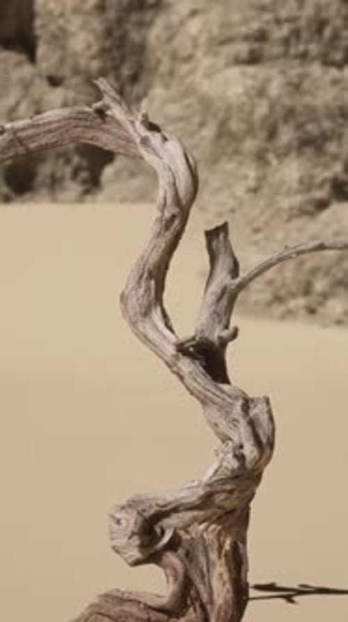 A Dead Tree in the Middle of a Desert