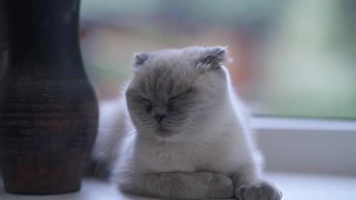 Cute Scottish Fold Cat Resting on Window Sill