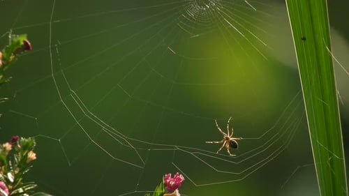 Symétrie de la toile d'araignée UHD vue en gros plan