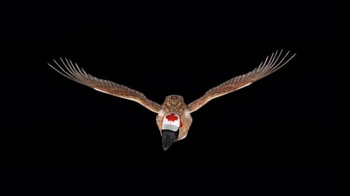 Canada Goose in National Flag Cap - Flying Loop - Aerial Front Close Up View - Alpha Channel