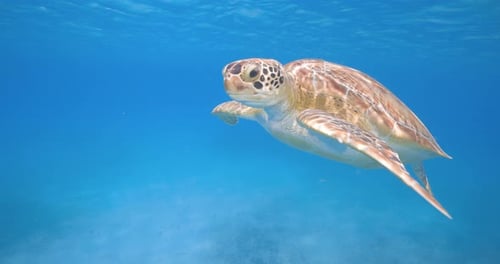 A graceful sea turtle glides through pristine blue water, its flippers extended as it navigates the