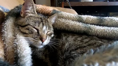 Cute tabby cat having a nap under a blanket on the couch at home.