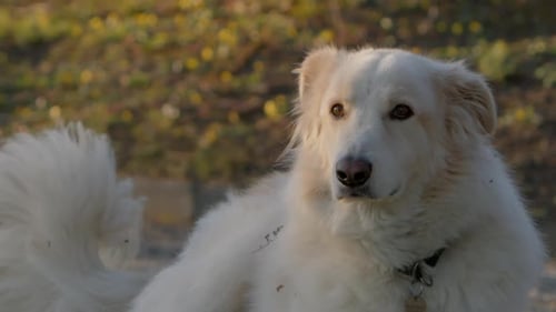 Beautiful White Dog Lying Down Outside