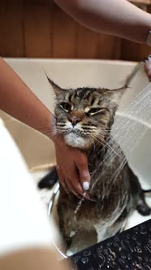 Bathing a Maine Coon Big CatVertical Video