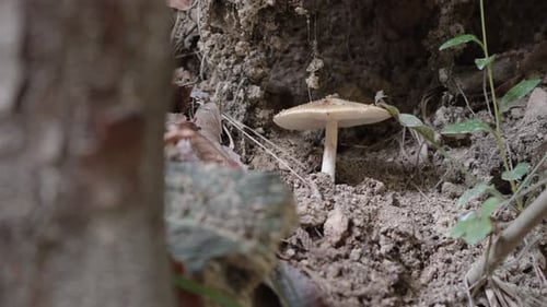 Single mushroom growing in a forest, close-up shot of the fungi among leaves and soil