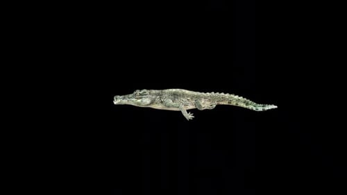 Crocodile Swim 2
