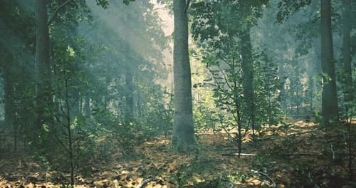Sunlight Filters Through a Dense Forest Creating a Mystical Atmosphere