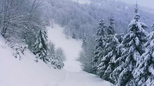 A Dense Spruce Forest Covering the Snowcapped Hills of the Carpathian Mountains and Snow Falling
