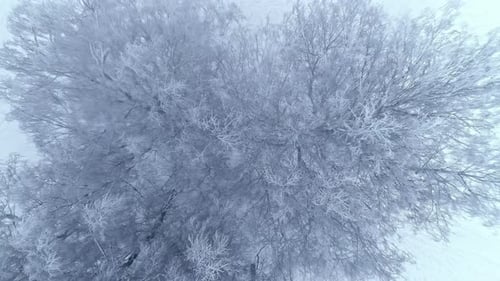 Top shot of winter snowy forest trees. birds' eye view. Camera going up and reveling the white snowy