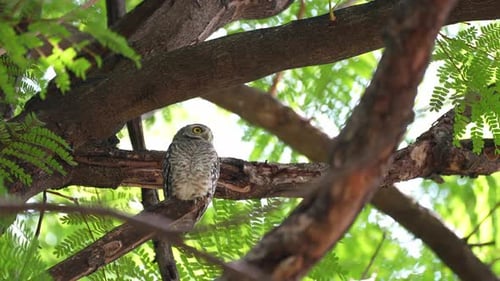 Cute Spotted owlet stay branch of a tree and relax resting under big tree