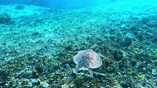 A Sea Turtle Swimming Over The Remains Of A Coral Reef - underwater shot.