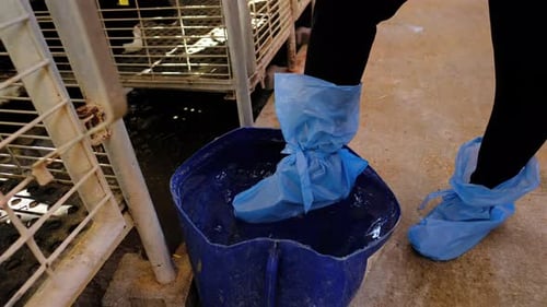 Farm Biosecurity: Ensuring Cleanliness with Proper Footwear Protection