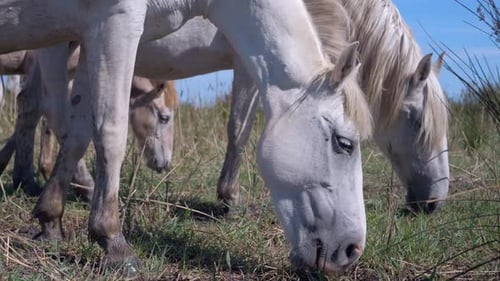 Serene White Horses Grazing Peacefully in a Sunlit Green Meadow