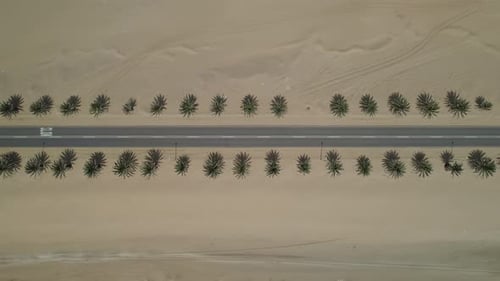 Top View of the Road Through the Desert with Palm Trees on the Sides