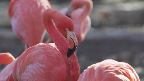 Pink Flamingos Close Up