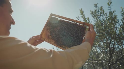 Imker im weißen Anzug inspiziert eine Wabenschale mit Honigbienen.